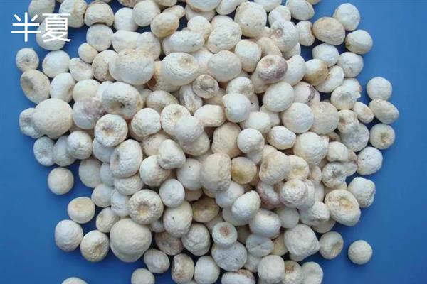 前景较好的中药材种植品种，有远志、竹节参、栀子等