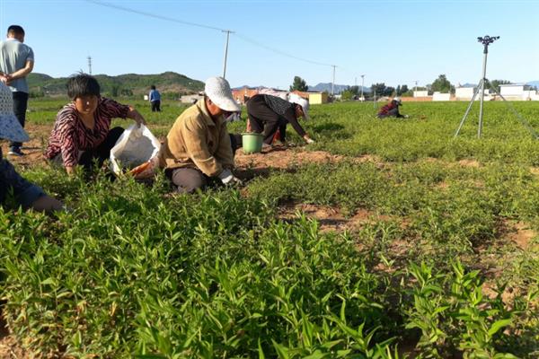 前景较好的中药材种植品种，有远志、竹节参、栀子等