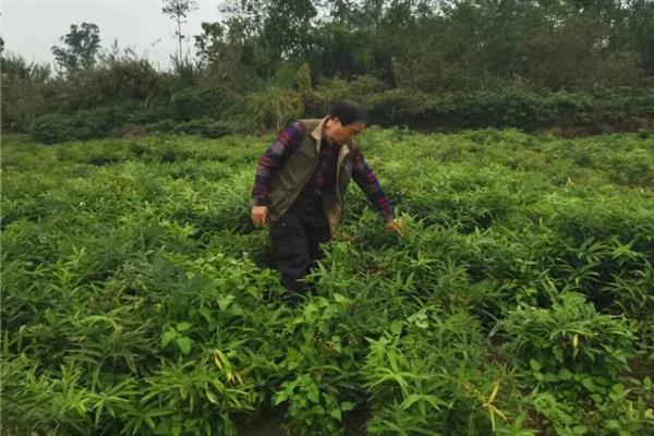前景较好的中药材种植品种，有远志、竹节参、栀子等