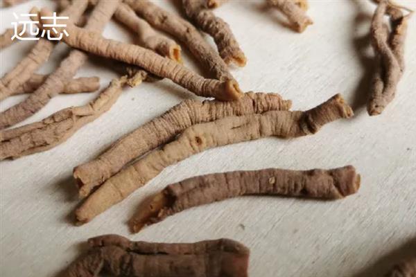 前景较好的中药材种植品种，有远志、竹节参、栀子等