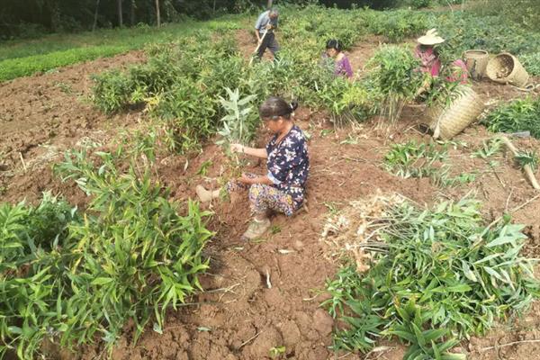 前景较好的中药材种植品种，有远志、竹节参、栀子等