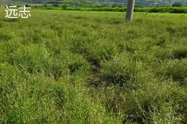 前景较好的中药材种植品种，有远志、竹节参、栀子等