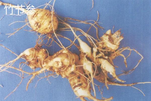 前景较好的中药材种植品种，有远志、竹节参、栀子等
