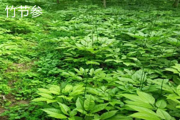 前景较好的中药材种植品种，有远志、竹节参、栀子等