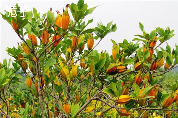 前景较好的中药材种植品种，有远志、竹节参、栀子等