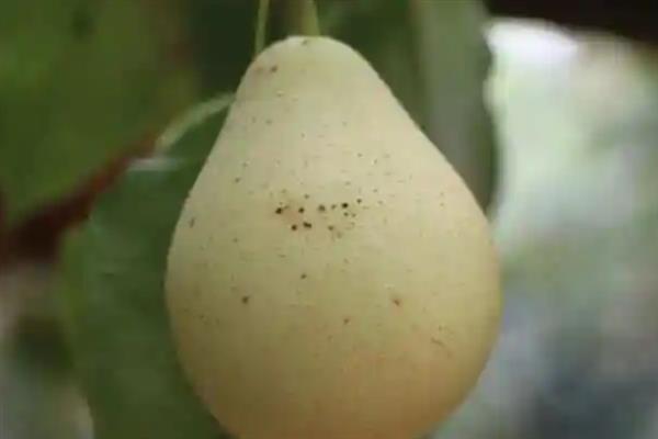 梨木虱的危害症状，主要吸食嫩叶和嫩芽的汁液