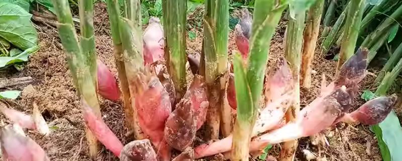 阳荷一年可以采收几次，阳荷通常是一年采收两次