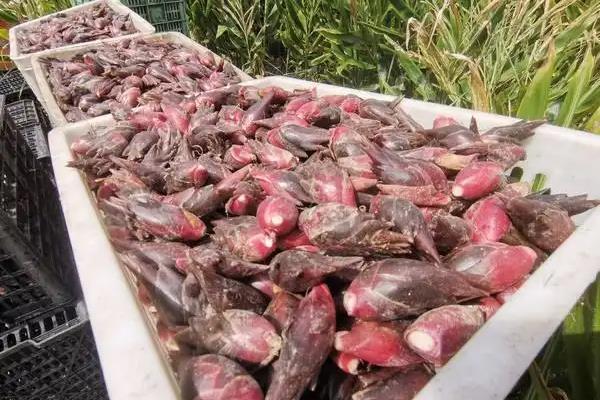 阳荷一年可以采收几次，阳荷通常是一年采收两次