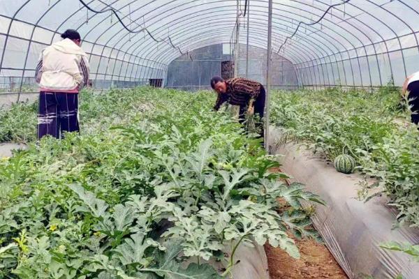 蔬菜出现无头苗后的如何管理，可将无头苗集中定植
