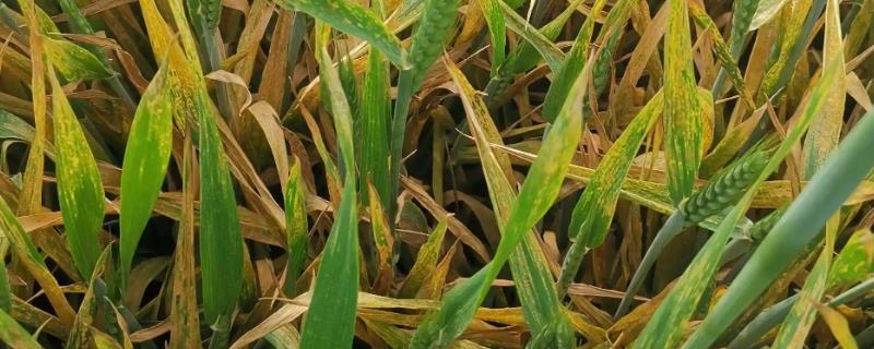 小麦干穗病有哪些症状,全蚀病表现为植株变矮、褪色