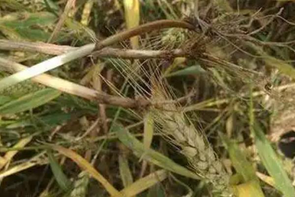 小麦干穗病有哪些症状，全蚀病表现为植株变矮、褪色