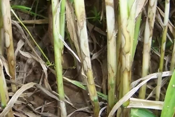 小麦干穗病有哪些症状，全蚀病表现为植株变矮、褪色