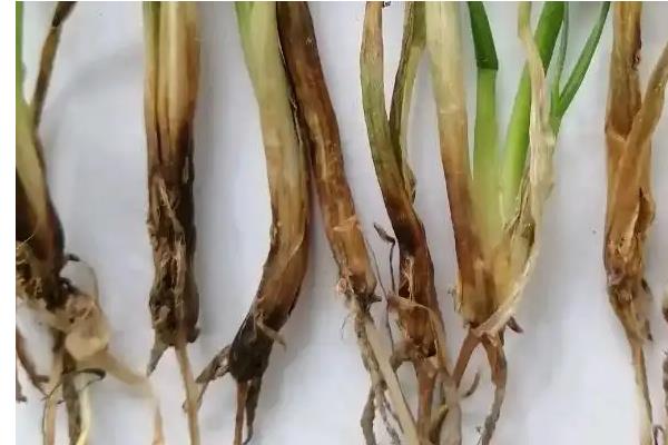 小麦干穗病有哪些症状，全蚀病表现为植株变矮、褪色