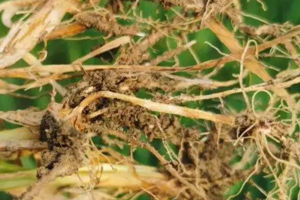 小麦干穗病有哪些症状，全蚀病表现为植株变矮、褪色