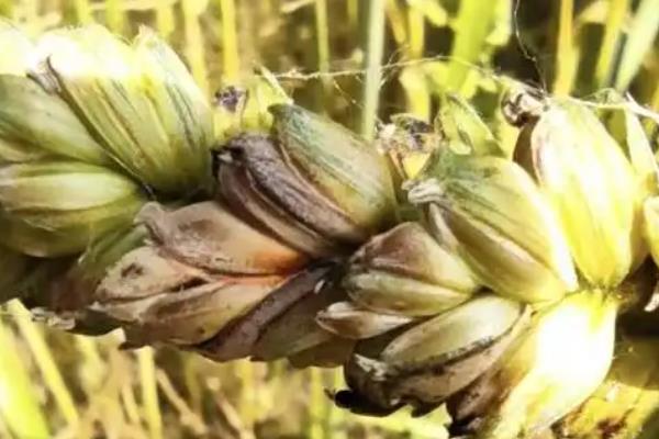 小麦干穗病有哪些症状，全蚀病表现为植株变矮、褪色