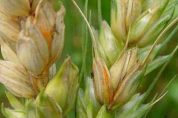 小麦干穗病有哪些症状，全蚀病表现为植株变矮、褪色