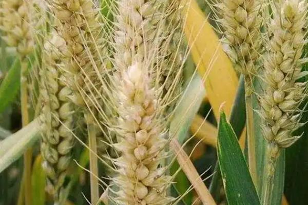 小麦干穗病有哪些症状，全蚀病表现为植株变矮、褪色