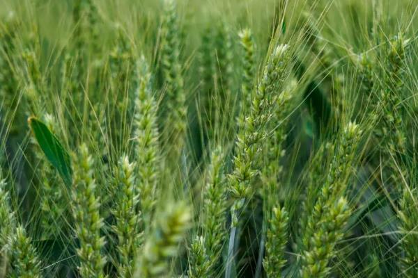 小麦干穗病有哪些症状，全蚀病表现为植株变矮、褪色