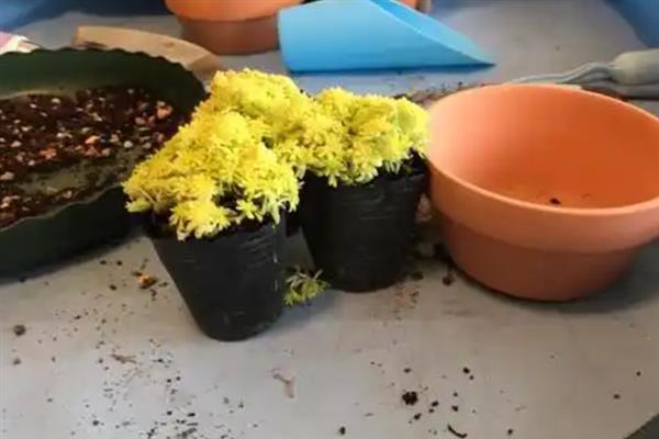 如何养佛甲草能爆盆，一定要保持充足的光照
