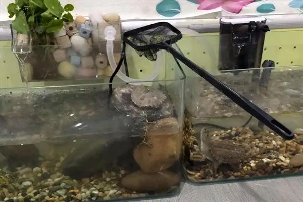 养乌龟适合用哪种容器，可选择水盆或专用的饲养缸