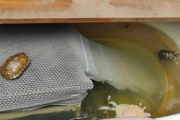 养乌龟适合用哪种容器，可选择水盆或专用的饲养缸