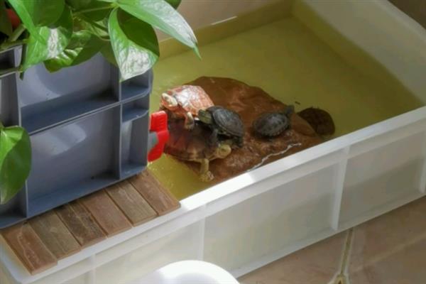 养乌龟适合用哪种容器，可选择水盆或专用的饲养缸
