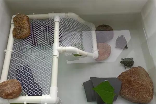养乌龟适合用哪种容器，可选择水盆或专用的饲养缸