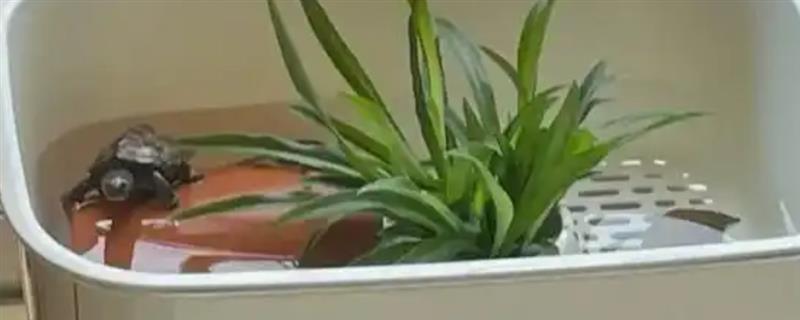 养乌龟适合用哪种容器，可选择水盆或专用的饲养缸