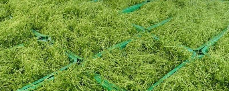 龙须菜的外观，花朵腋生在树梢上、果实成熟后呈红色
