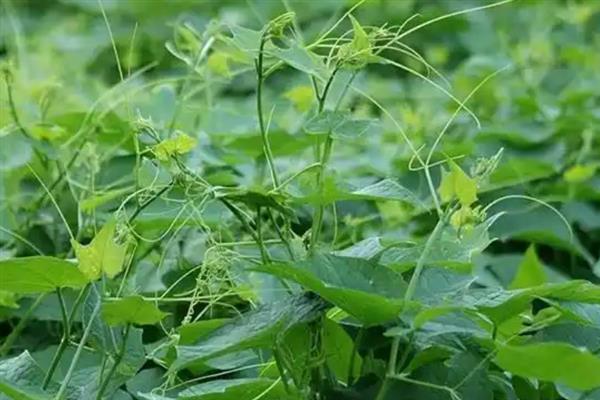 龙须菜的外观，花朵腋生在树梢上、果实成熟后呈红色