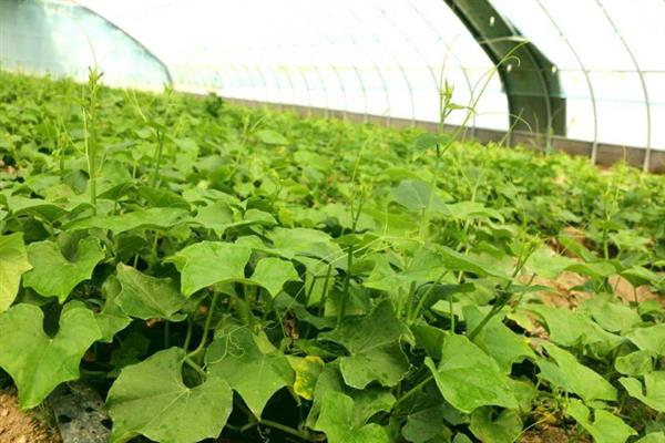 龙须菜的外观，花朵腋生在树梢上、果实成熟后呈红色