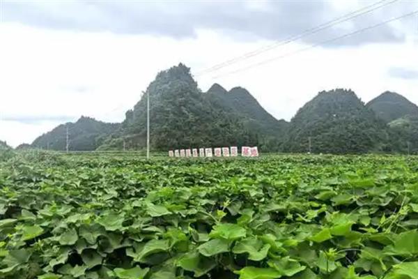 龙须菜的外观，花朵腋生在树梢上、果实成熟后呈红色