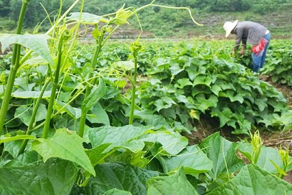 龙须菜的外观，花朵腋生在树梢上、果实成熟后呈红色