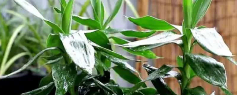 怎么水培富贵竹，取10-15cm左右的枝条插入水瓶中即可