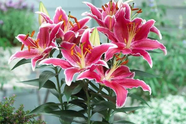 盆栽百合花的浇水方法，通常每隔3天浇一次