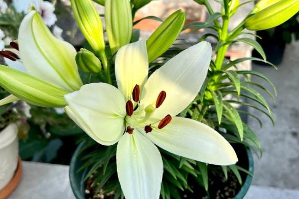 盆栽百合花的浇水方法，通常每隔3天浇一次