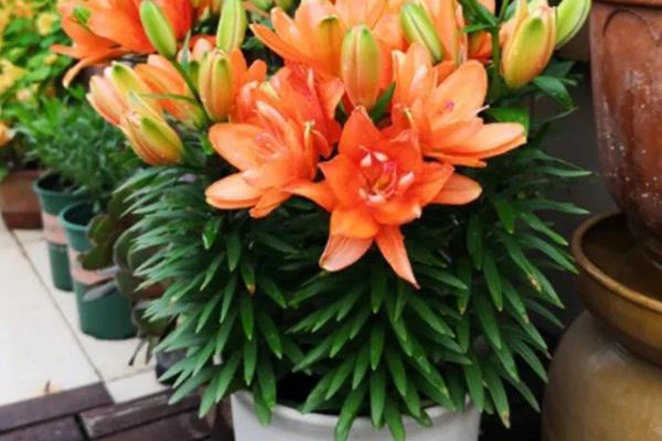 盆栽百合花的浇水方法，通常每隔3天浇一次