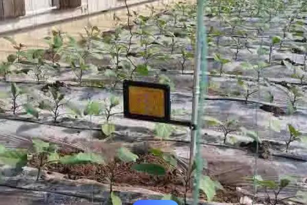 茄子的新叶变小怎么办，采取适当修剪、定期通风、补充光照等措施