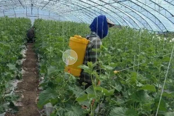 茄子的新叶变小怎么办，采取适当修剪、定期通风、补充光照等措施
