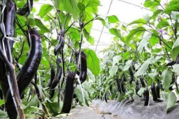 茄子的新叶变小怎么办，采取适当修剪、定期通风、补充光照等措施