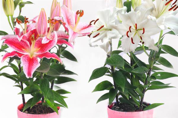 百合花盆栽如何养殖，适宜的生长温度为15-25度