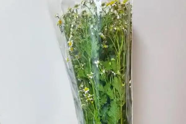 洋甘菊插花能放多久，一般只有5天左右