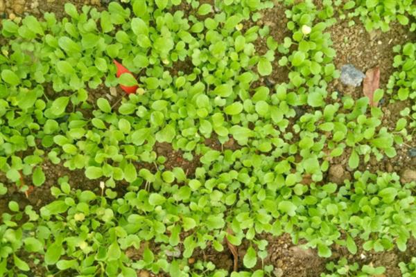 12月份种油菜算不算晚，此时温度较低不适合播种