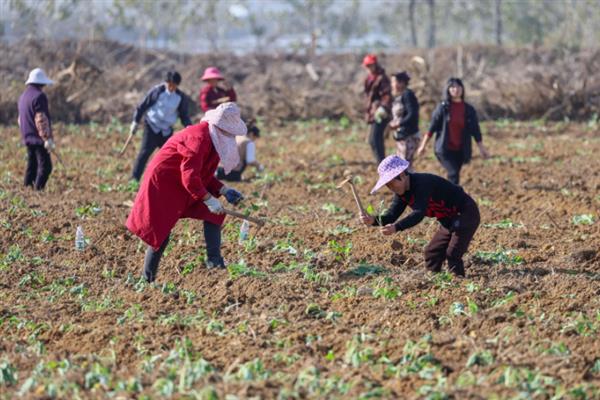 12月份种油菜算不算晚，此时温度较低不适合播种