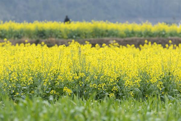 12月份种油菜算不算晚，此时温度较低不适合播种
