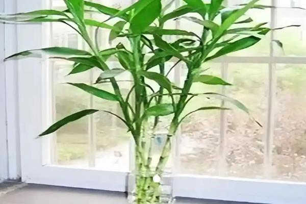 怎么水培富贵竹，取10-15cm左右的枝条插入水瓶中即可