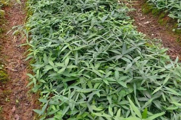 黄精的种植方法，出苗后需要注意浇水保持土壤湿润