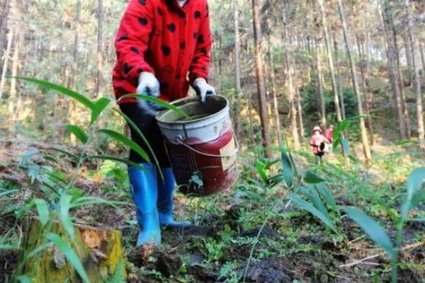 黄精的种植方法，出苗后需要注意浇水保持土壤湿润