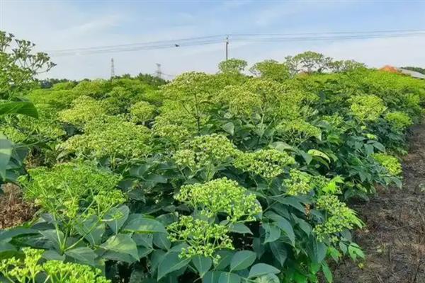 茱萸的简介，是一种落叶乔木或灌木