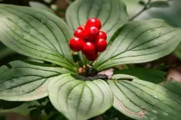 茱萸的简介，是一种落叶乔木或灌木